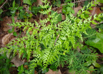 Immergrüner Streifenfarn (Asplenium adiantum-nigrum) - © Bernard Wieser